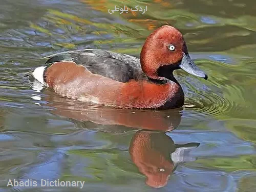 اردک بلوطی